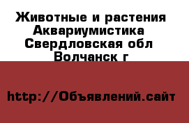 Животные и растения Аквариумистика. Свердловская обл.,Волчанск г.